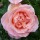  (05/07/2018) Rosa 'Sweet Syrie' added by Shoot)