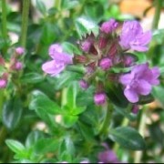  (06/07/2018) Thymus 'Dillington' added by Shoot)