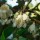  (06/07/2018) Elaeagnus macrophylla added by Shoot)