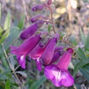  (06/07/2018) Penstemon 'Countess of Dalkeith' added by Shoot)