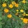 (06/07/2018) Trollius chinensis 'Morning Sun' added by Shoot)