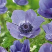  (07/07/2018) Anemone coronaria 'Royale' added by Shoot)