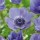  (07/07/2018) Anemone coronaria 'Royale' added by Shoot)