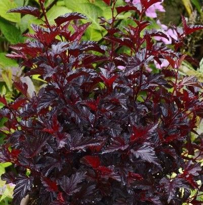 Physocarpus opulifolius 'All Black'