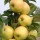 (09/07/2018) Malus domestica 'Golden Sentinel' added by Shoot)