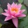  (09/07/2018) Nymphaea 'Pink Sensation' added by Shoot)