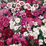  (09/07/2018) Dianthus Gem Mix added by Shoot)