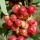  (09/07/2018) Malus domestica 'Scarlet Sentinel' added by Shoot)