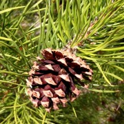  (10/07/2018) Pinus contorta added by Shoot)