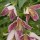  (11/07/2018) Clematis 'Advent Bells' added by Shoot)