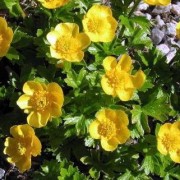  (11/07/2018) Ranunculus montanus 'Molten Gold' added by Shoot)