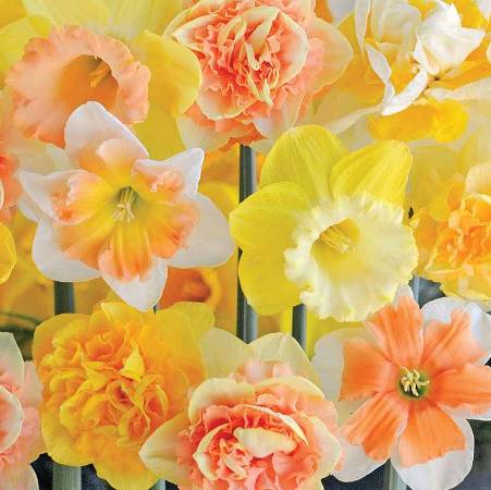 Narcissus Citrus Sorbet Mix
