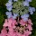  (11/07/2018) Hydrangea macrophylla 'Let's Dance Starlight' added by Shoot)
