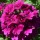  (11/07/2018) Glandularia 'Superbena Burgundy' (Superbena Series) added by Shoot)