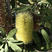  (13/07/2018) Banksia integrifolia 'Sentinel' added by Shoot)