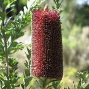  (13/07/2018) Banksia praemorsa added by Shoot)