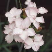 (16/07/2018) Dianthus 'Miss Farrow' added by Shoot)