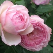  (17/07/2018) Rosa 'The Mill on the Floss' added by Shoot)