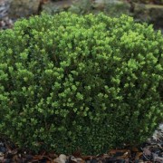  (21/07/2018) Buxus microphylla var. japonica 'Baby Gem' added by Shoot)