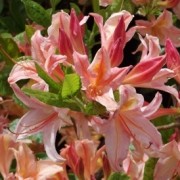  (21/07/2018) Rhododendron 'Antilope' added by Shoot)