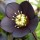  (30/07/2018) Helleborus x hybridus black-flowered added by Shoot)