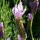  (30/07/2018) Lavandula pedunculata subsp. lusitanica 'Lusi Pink' added by Shoot)
