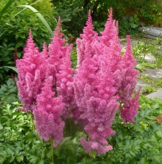 Astilbe 'Stand and Deliver'