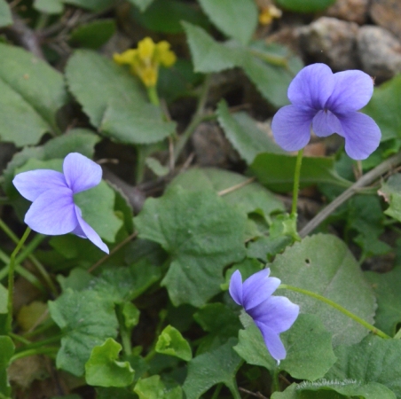 Viola 'Baby Blue'