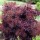  (06/08/2018) Cotinus coggygria 'Lilla' added by Shoot)