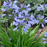  (07/08/2018) Agapanthus 'Pitchoune Blue' added by Shoot)