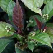  (11/08/2018) Helwingia chinensis  added by Shoot)