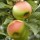  (11/08/2018) Malus domestica 'Rosemary Russet' added by Shoot)