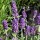  (12/08/2018) Lavandula angustifolia 'Ardeche Blue' added by Shoot)
