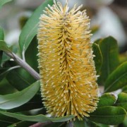  (15/08/2018) Banksia 'Roller Coaster' added by Shoot)