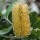  (15/08/2018) Banksia 'Roller Coaster' added by Shoot)