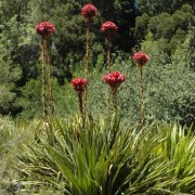  (15/08/2018) Doryanthes excelsa added by Shoot)