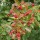  (17/08/2018) Crataegus succulenta 'Jubilee' added by Shoot)