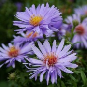  (18/08/2018) Symphyotrichum dumosum 'Early Blue' added by Shoot)
