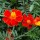  (18/08/2018) Tagetes 'Cinnabar' added by Shoot)