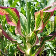  (22/08/2018) Zea mays 'Variegata' added by Shoot)