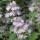  (22/08/2018) Caryopteris x clandonensis 'Pink Perfection' added by Shoot)