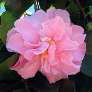  (23/08/2018) Camellia sasanqua 'Marge Miller' added by Shoot)