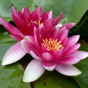  (23/08/2018) Nymphaea 'Conqueror' added by Shoot)