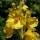  (23/08/2018) Verbascum x hybridum 'Banana Custard' added by Shoot)