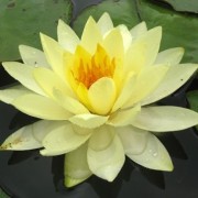  (24/08/2018) Nymphaea 'Yellow Sensation' added by Shoot)