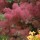  (24/08/2018) Cotinus 'Candy Floss' added by Shoot)