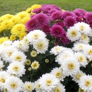  (29/08/2018) Chrysanthemum Rosanna Series added by Shoot)