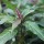  (29/08/2018) Helwingia chinensis narrow-leaved added by Shoot)