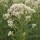  (30/08/2018) Eupatorium maculatum 'Snowball' added by Shoot)