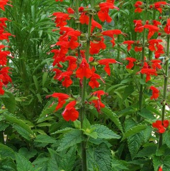 Salvia coccinea 'Summer Jewel Red' (Summer Jewel Series)